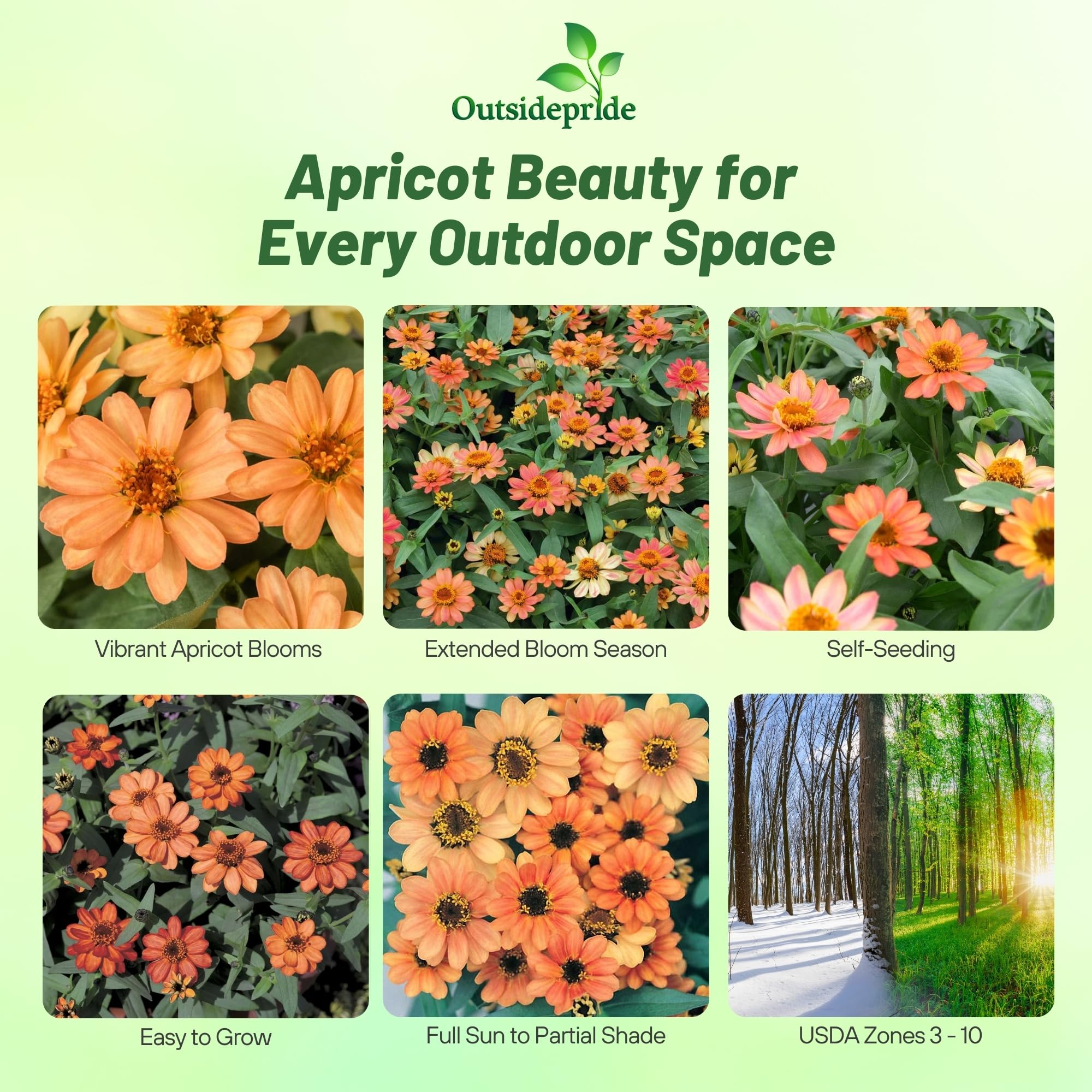 Amazon.com : Outsidepride Profusion Apricot Zinnia Seeds - 50 Pcs